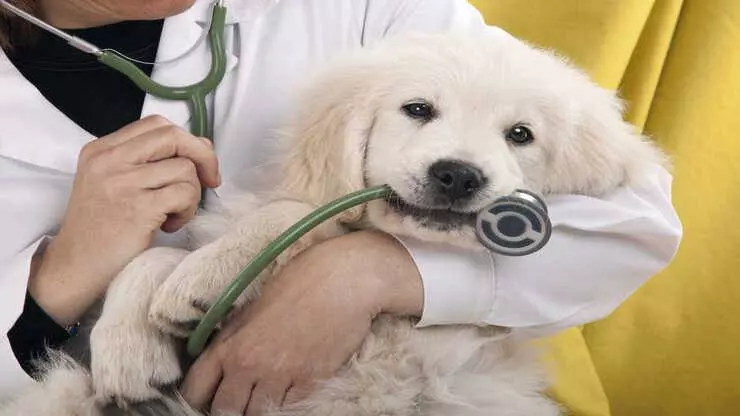 Pimobendan para Cães: Um Avanço no Tratamento da Insuficiência Cardíaca Congestiva (ICC)